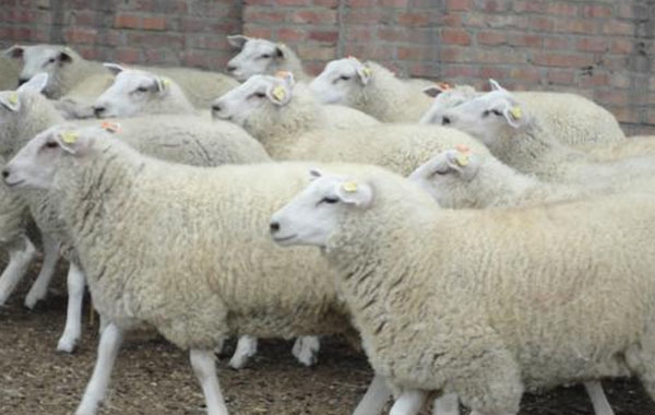 羊養殖